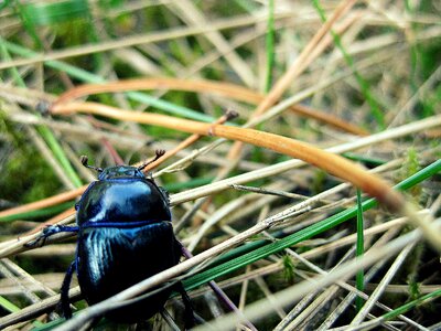 Insect wildlife bug photo