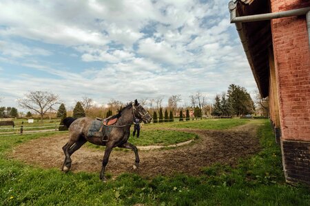 Animal horse racing horseshoe photo