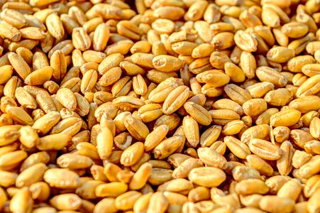 Kernel seed wheat