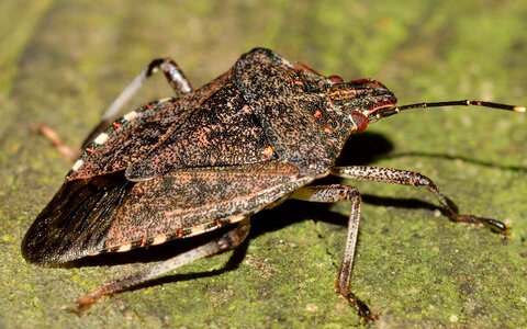 Hemiptera insects bug photo