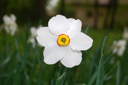 Wild flower floral summer photo