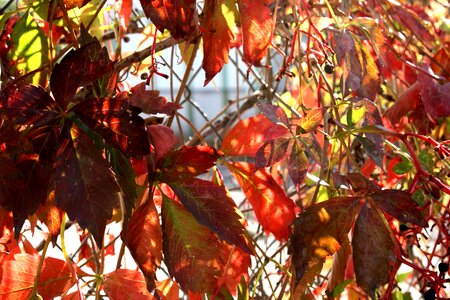 Autumn autumn season grapevine photo