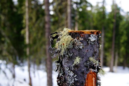 Lichen snow winter photo