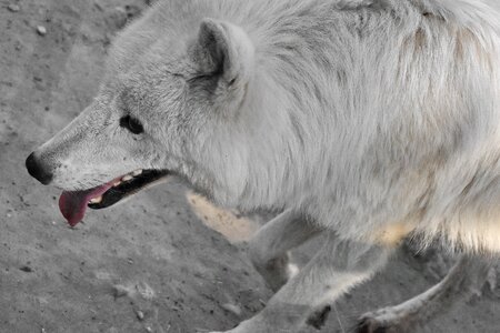 Albino white wolf photo