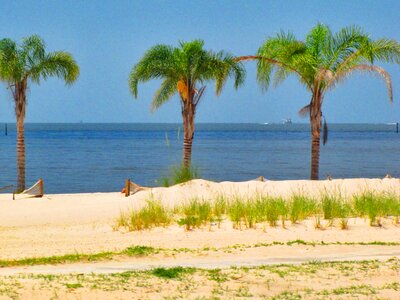 Ocean tree organic