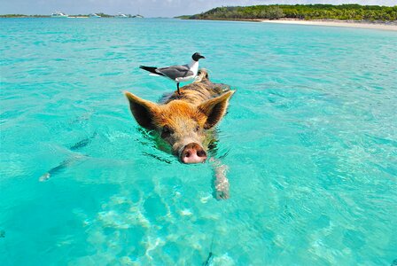 Fish exumas bahamas photo