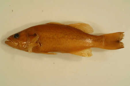 Micropterus salmoides