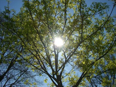 Plant sky leaves