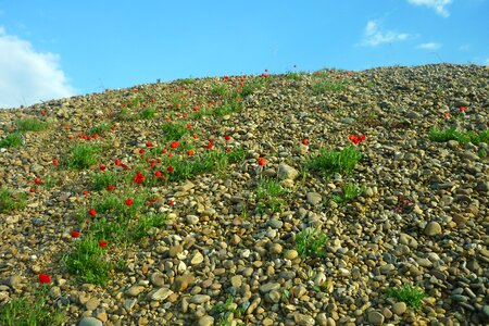 Flowers stones collection