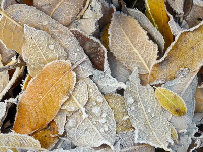 Leaves winter wintry photo