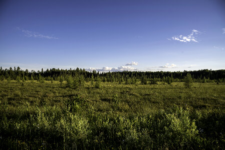 Landscape of trees and grasses in Chequamegon National Forest, Wisconsin
