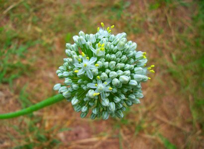Cluster white blossom