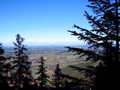 Horizon fir tree firs photo