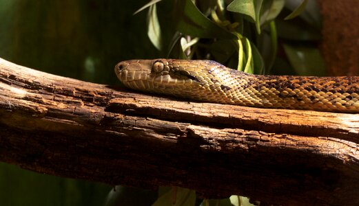 Reptile animal serpent