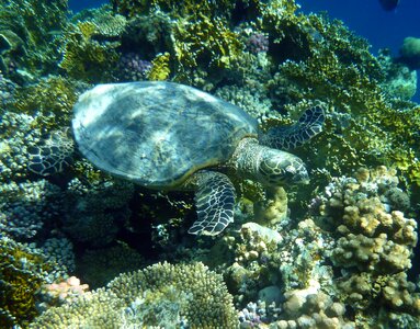 Underwater sea turtle photo
