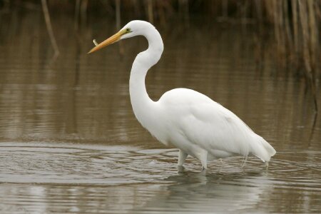 Animal avian beak photo