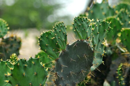 Cactus close color