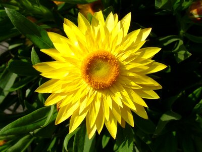 Close up yellow flowers flower photo