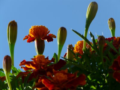 Bud leaves marigolds photo