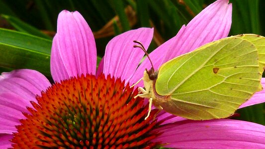 Insect close up flower photo