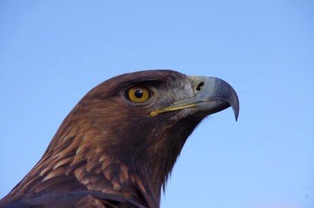 Golden eagle close up eyes photo