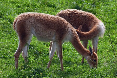 Forest meadow graze