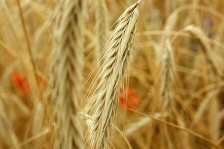 Grains harvest the stem