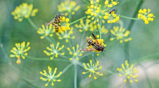 Animal arthropod beautiful flowers