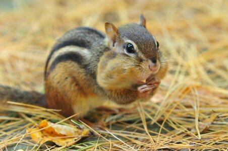 Nature animal outdoors