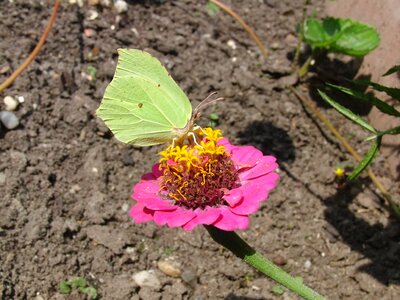 Insect animal nature