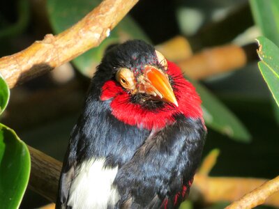 Bird fly wings