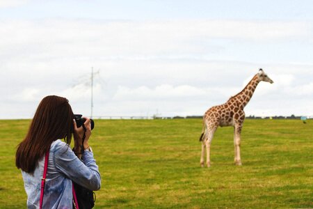 Woman Taking Photos Of A Giraffe photo