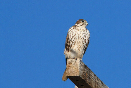 Prairie Falcon-4 photo