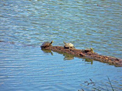 Turtles turtle animal photo