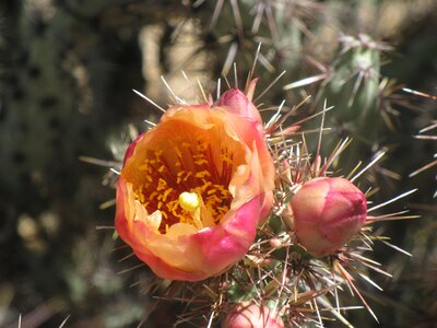 Plant natural blossom