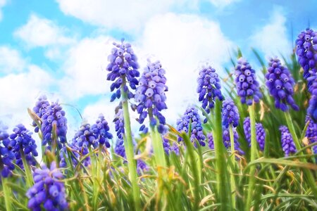 Purple flowers easter