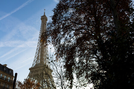 Eiffel Tower behind a Tree, Paris France photo