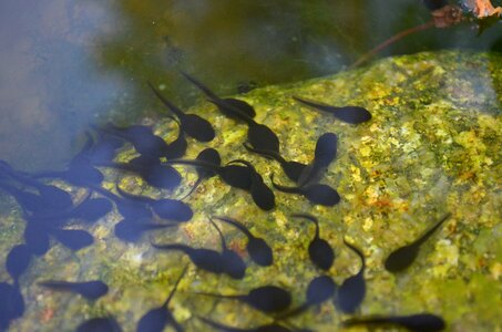 Pond water frogs