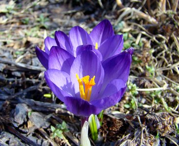 Garden purple flowers