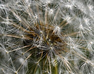 Achene plant nature