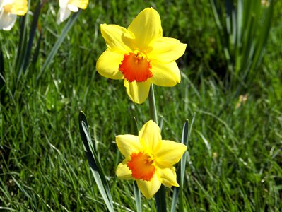 Nature easter season