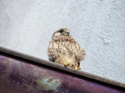 Falco tinnunculus raptor young bird photo