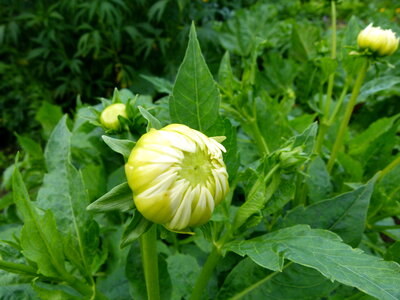 Dahlia about to open photo