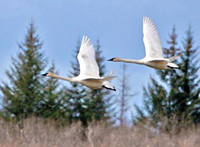 Bird couple flight