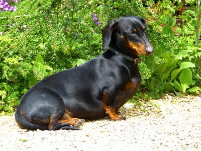 Brown fur shiny
