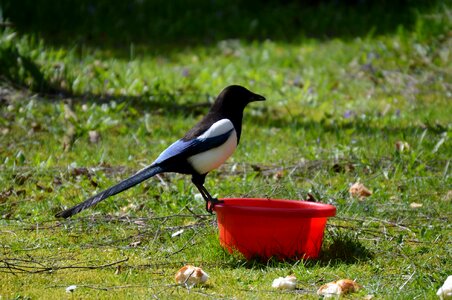 Raven bird feather animal