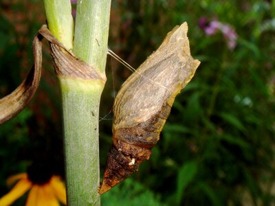 Insect wildlife bug photo