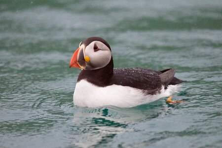 Single Puffin Swim in the Water photo