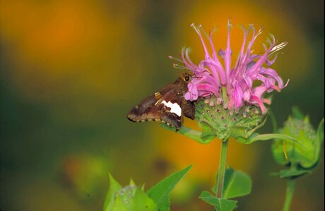 Blossoming butterfly captain
