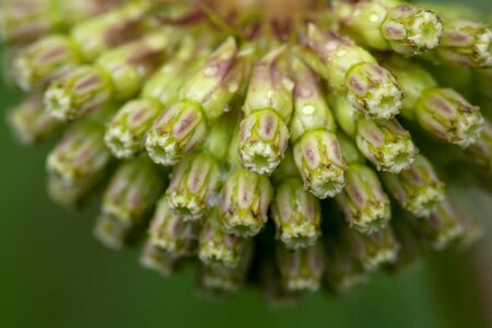Beautiful Photo bud close